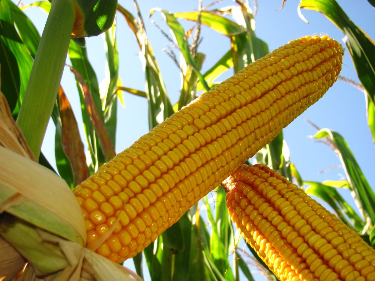 Corn me. Кукуруза. Кукуруза початок. Самый большой початок кукурузы. Кукуруза в Бразилии.